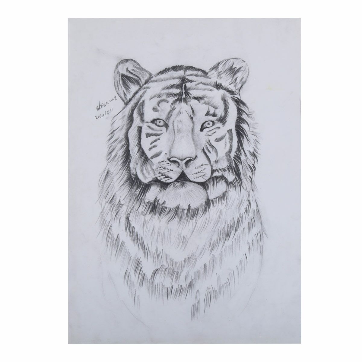 Pencil Sketch of Tiger - Naveen Veera - Paintings & Prints, Animals, Birds,  & Fish, Wild Cats, Tigers - ArtPal